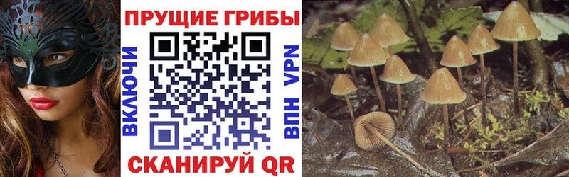 Псилоцибиновые грибы GOLDEN TEACHER  даркнет сайт  Бирюч 